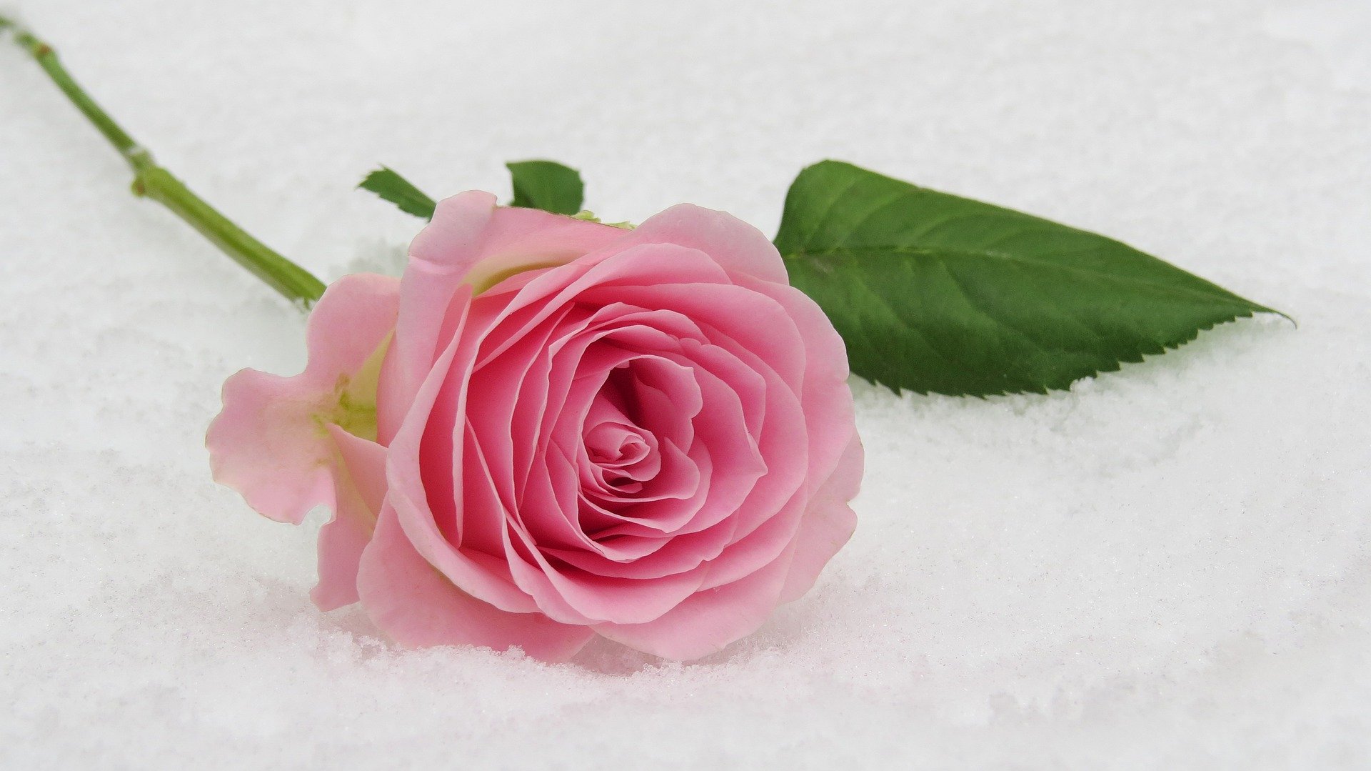 rose éternelle cadeau romantique